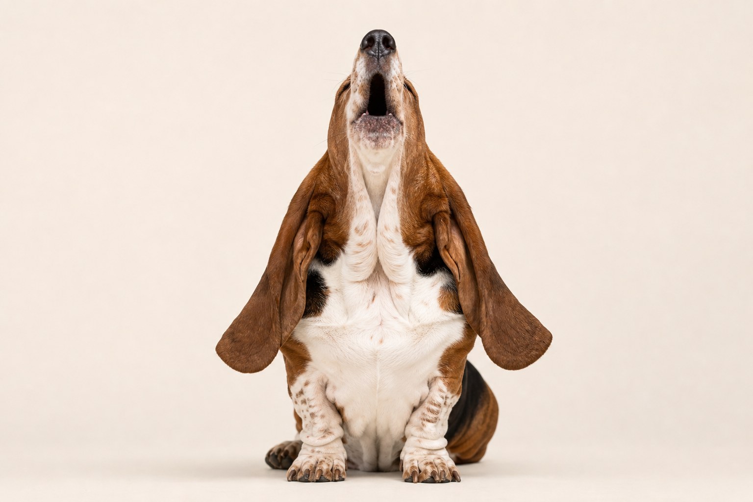 Head back, ultra-long ears sweeping the floor, and a melodious howl the whole neighborhood can hear.