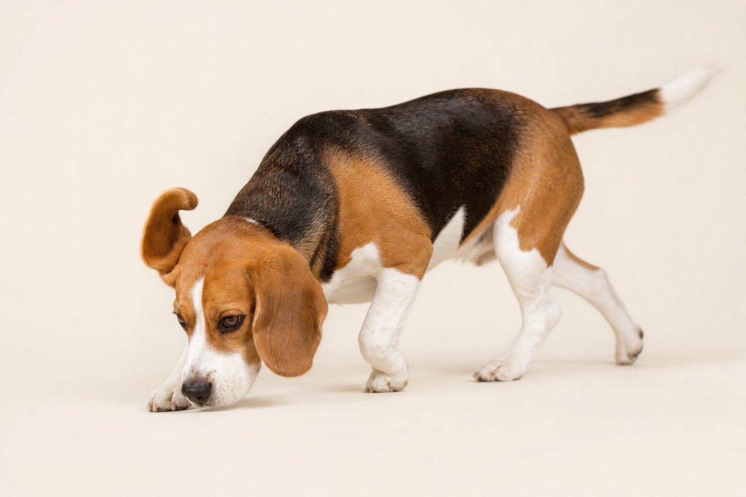 Once a Beagle's nose hits the ground, say goodbye: the scent trail always wins over «come here!».