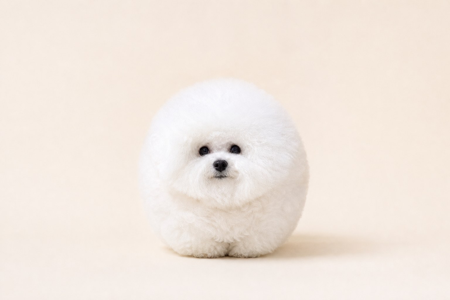 A cotton ball on legs: regular grooming keeps that signature fluffy cloud in shape.