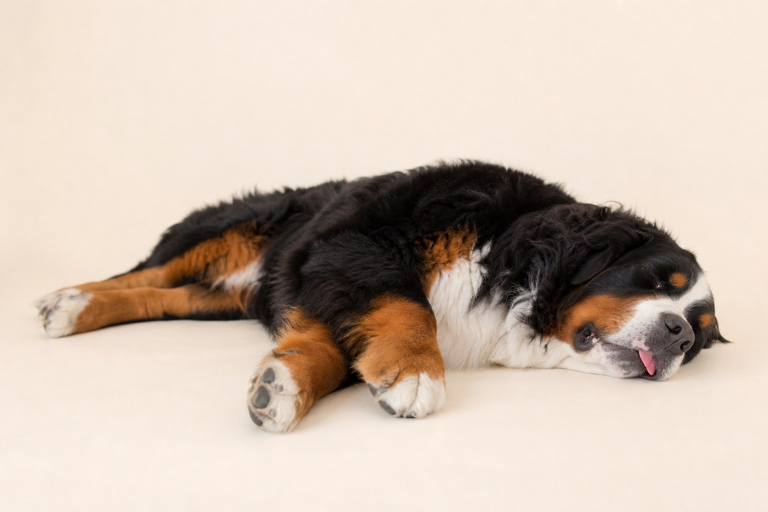A soft-hearted giant: built for mountain work, but their other specialty is taking up the entire couch.