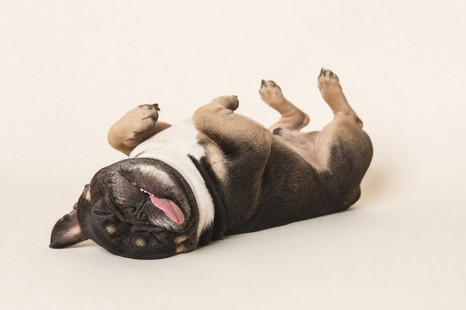 Snoring champions: any position is a good nap position — even belly-up with legs in the air.