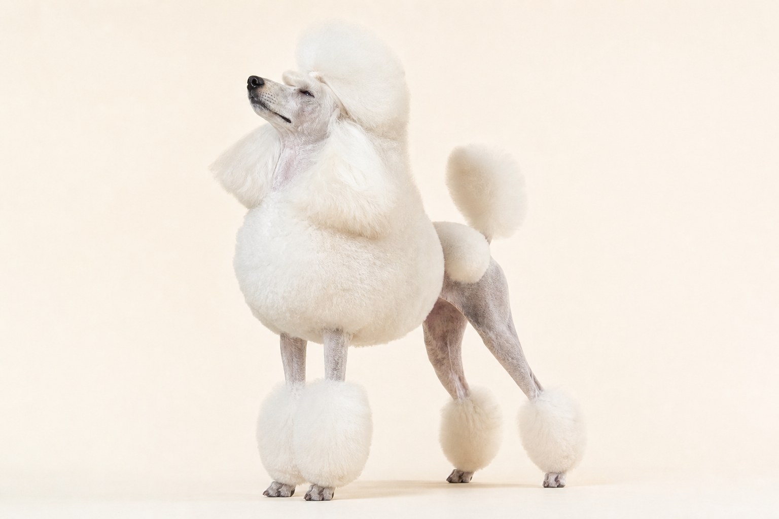 Beneath the fancy haircut and elegant pose hides one of the most intelligent dog breeds in the world.