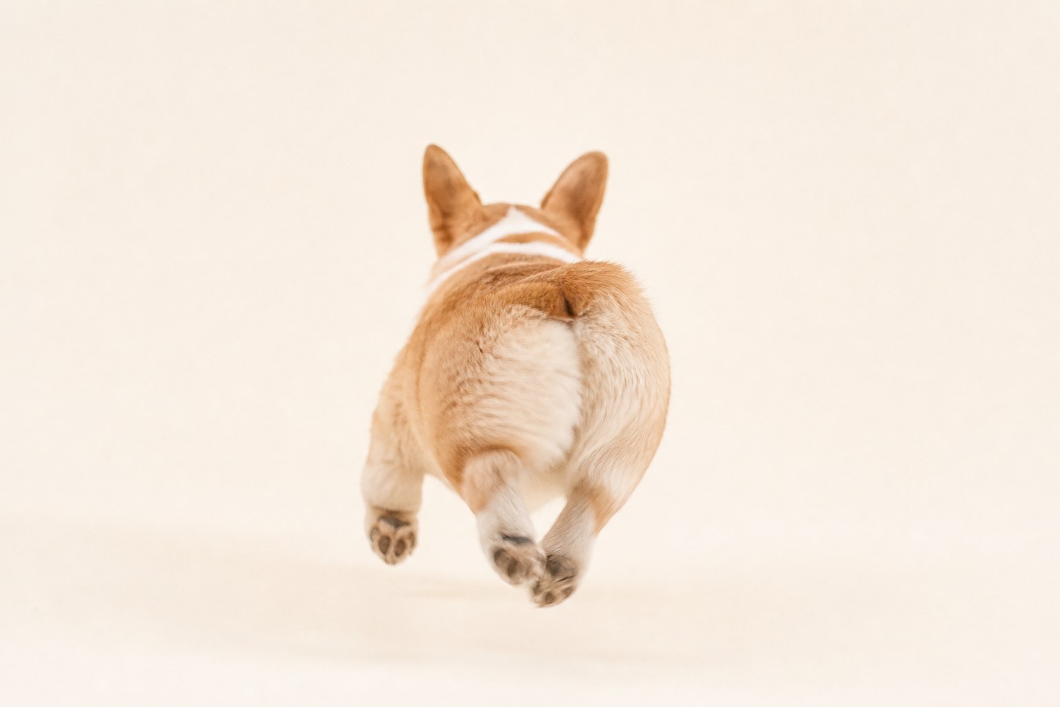 Stubby legs and a fluffy bum that wiggles as they run: the famous «corgi sploot» is their trademark.